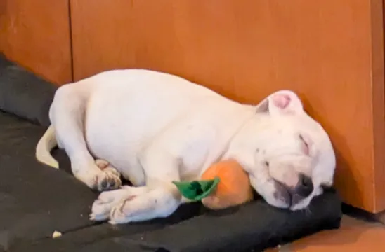 Francesco gego zibellini_Stabilimento Ondina Fregene_Fregene_recensione