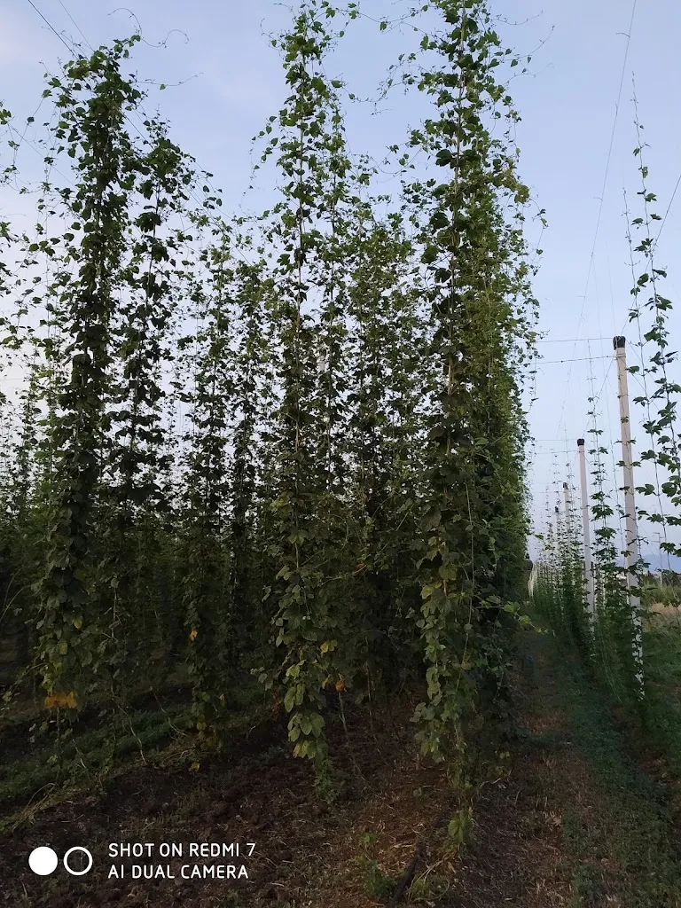 Valentino Renzi_Casale della Mandria_Lanuvio_review