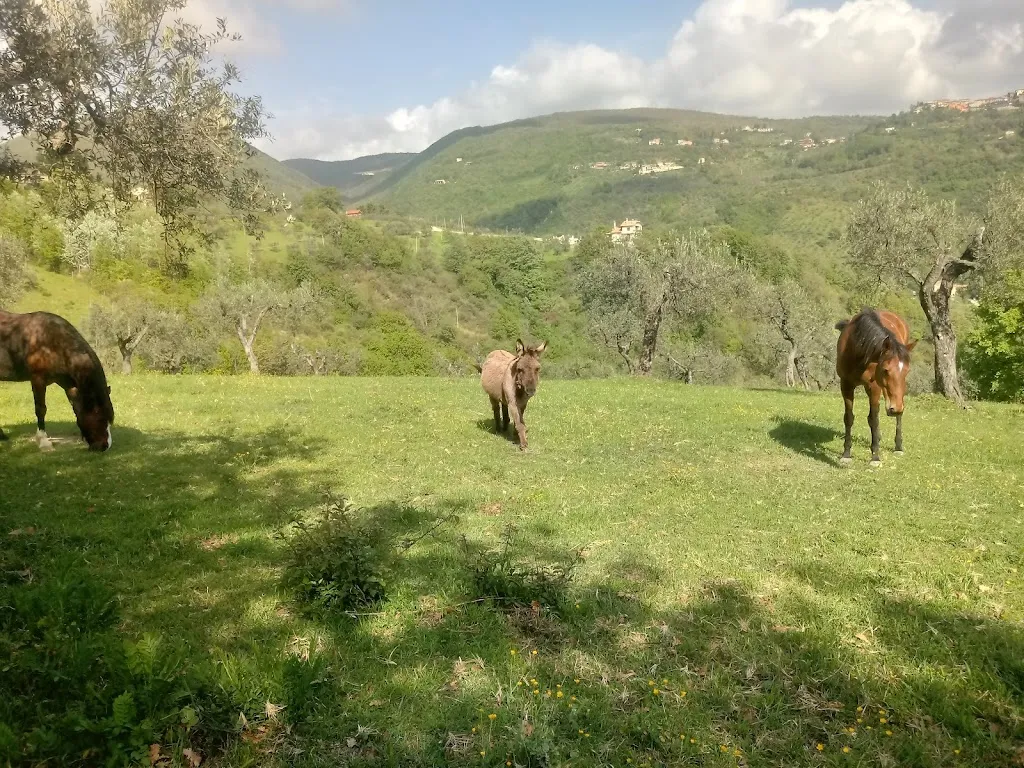 Colle Paradiso agriturismo_Mompeo_slider_image_3