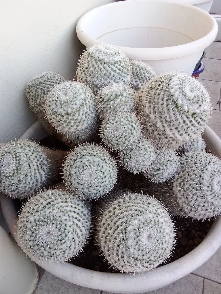 Menu_LA BOTTEGA DEL LA PIZZA_Monte Romano_image_3