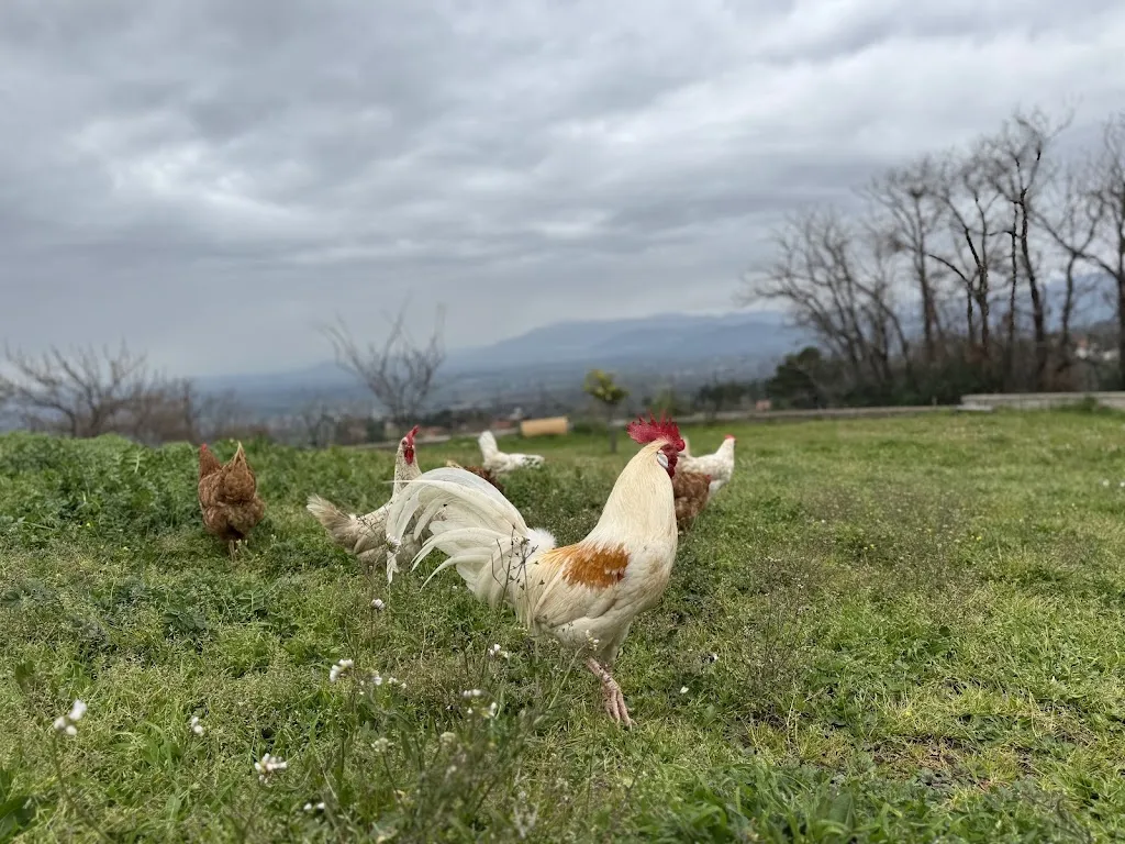 Negin Karbassian_Ristorante Il Monticello_Monte Porzio Catone_review