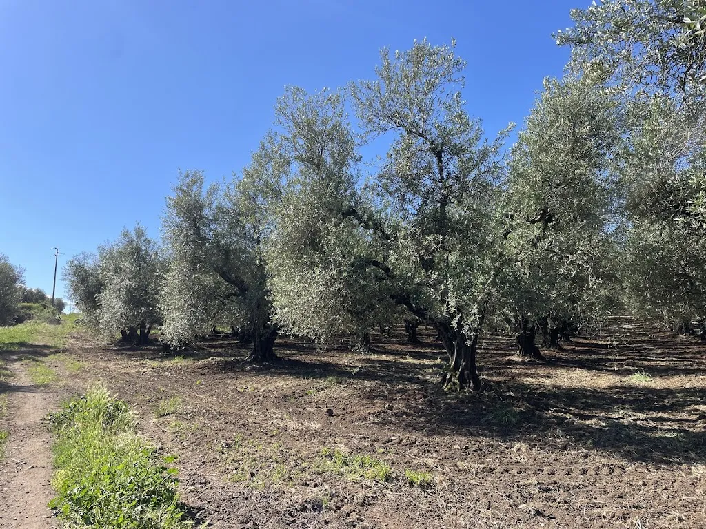 Catherine de Patoul_Pizzeria da Patrizia_Monterosi_review