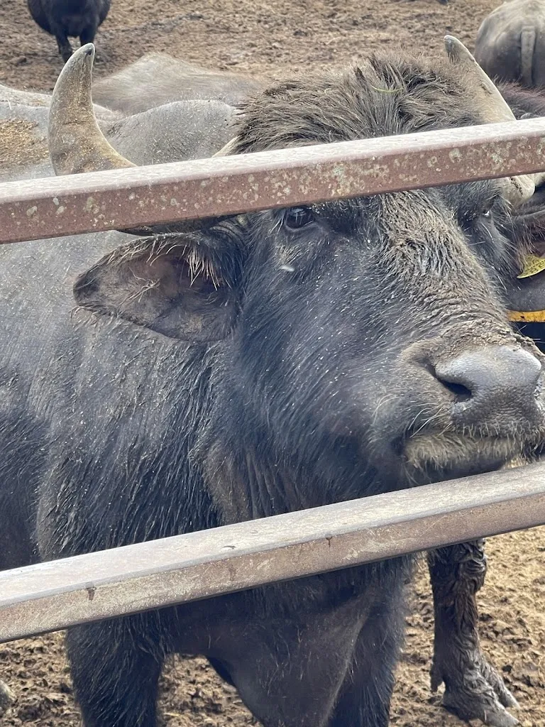 Will Barnett_Sala Degustazione 