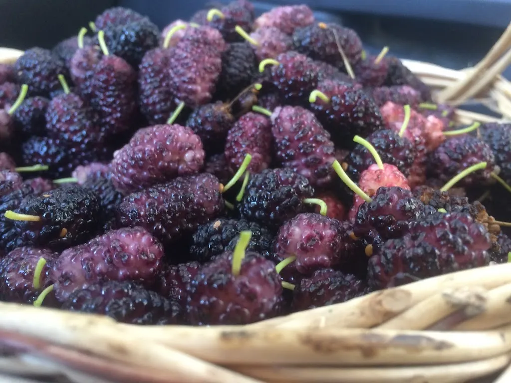 Menü_Agriturismo Del Sole_Nerola_Bild_4