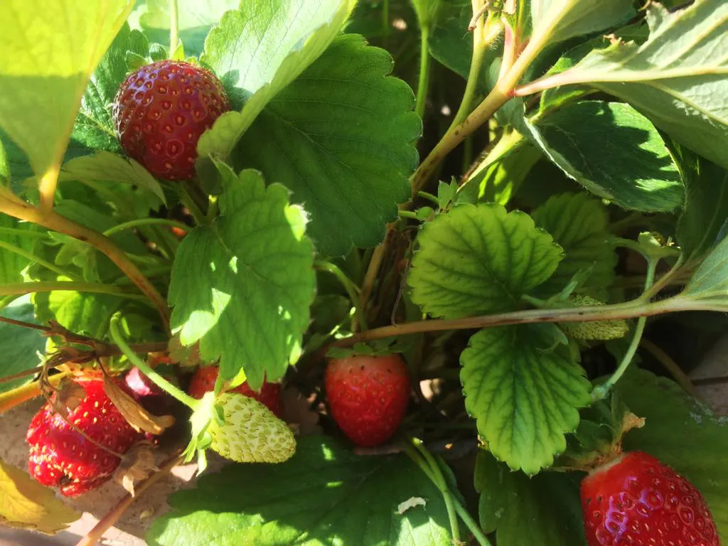 Menu_The view home restaurant_Palombara Sabina_image_6