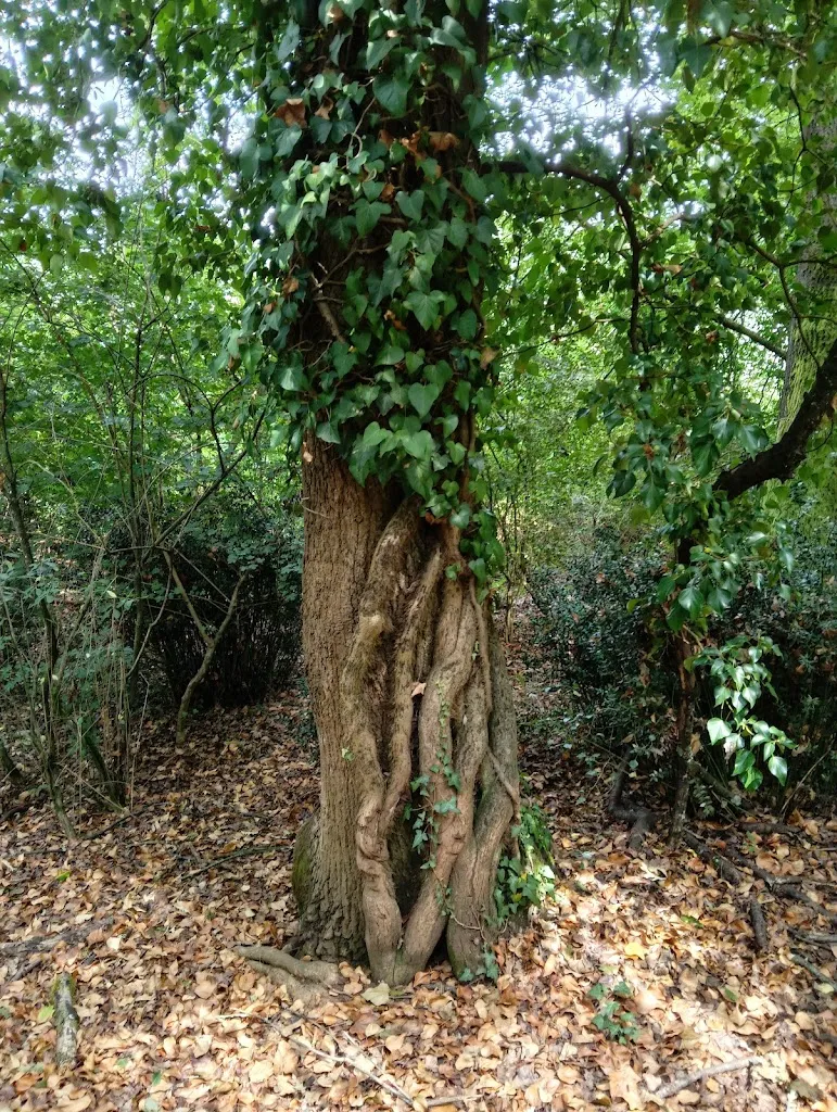 Samuele Basso _Il Bosco di Paliano_Paliano_review