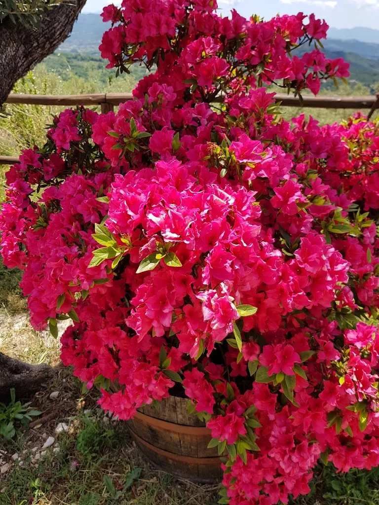 Chukwu Franck_Fattoria della Ramegna_Pescosolido_review