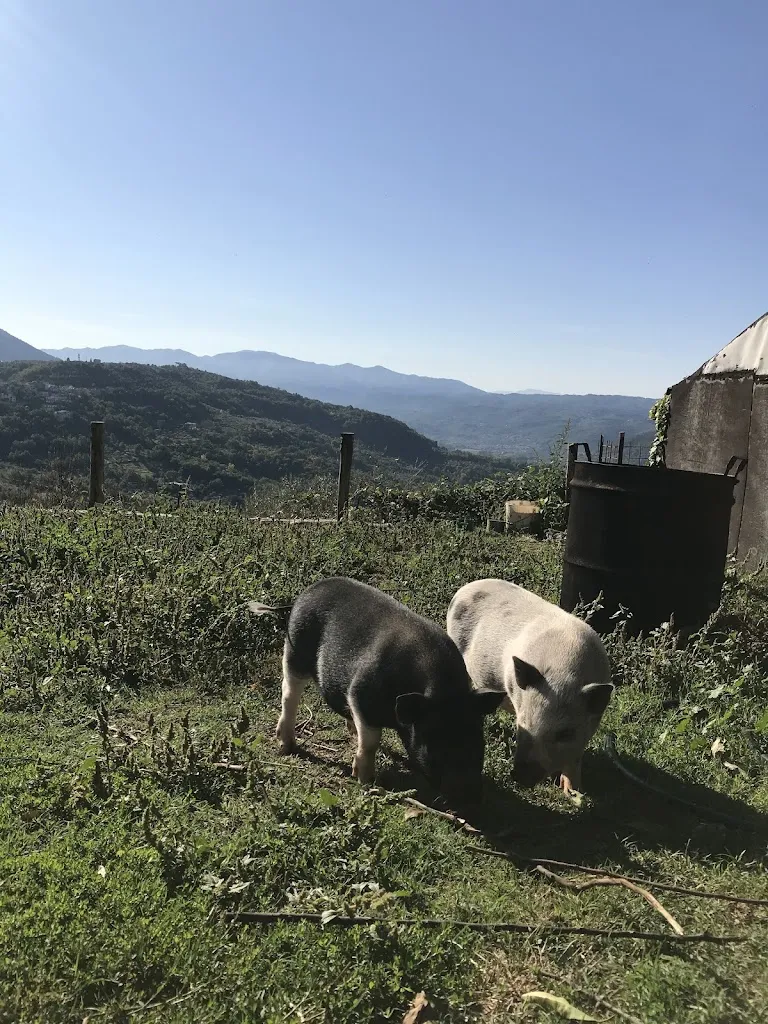Fattoria della Ramegna restaurant in Pescosolido