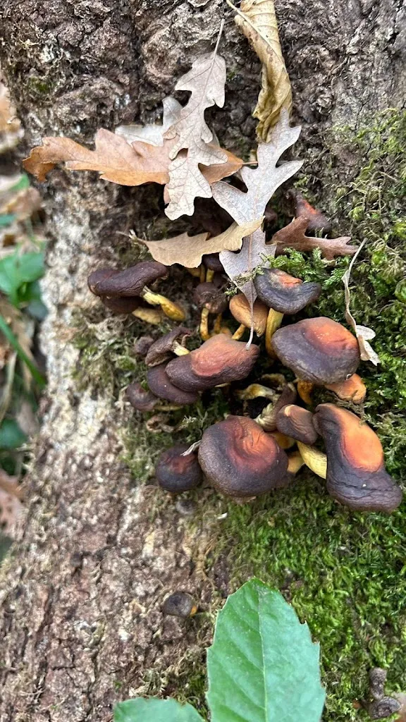 Ali Divani_Cisterna_Poggio Catino_recensione