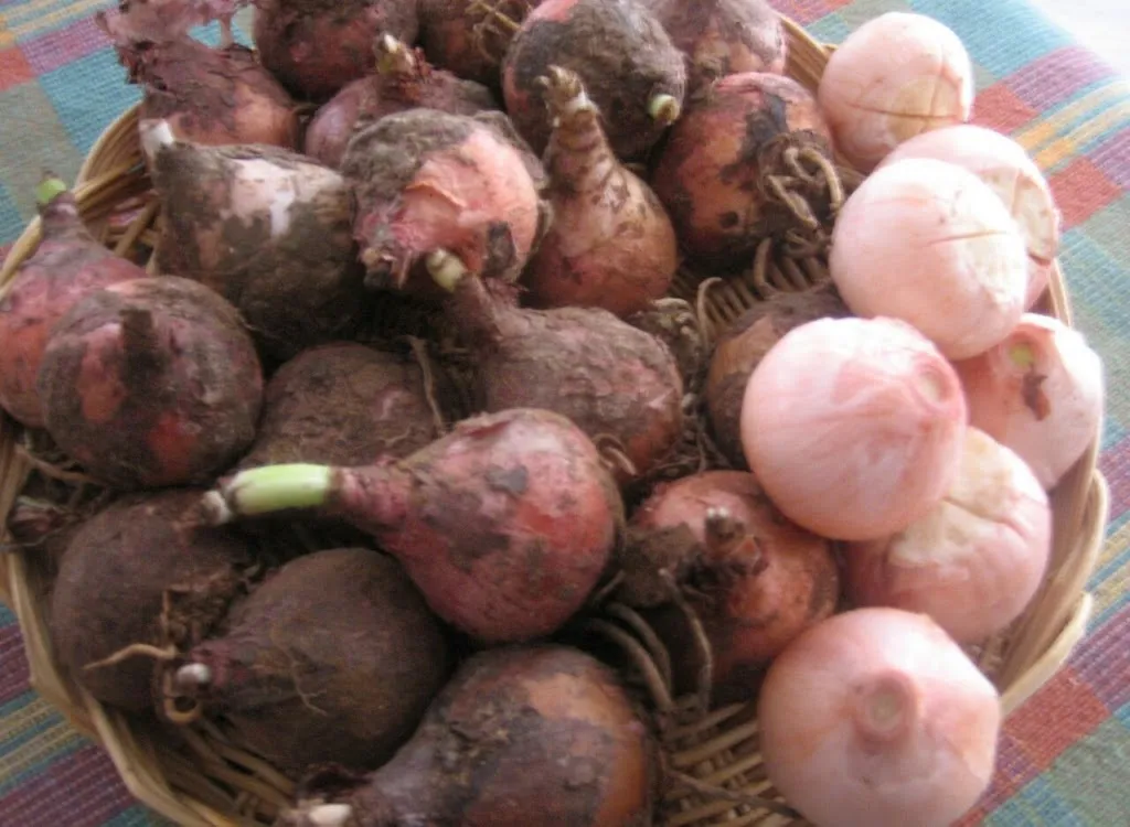 Menu_Al Tinello_Santi Cosma e Damiano_image_5