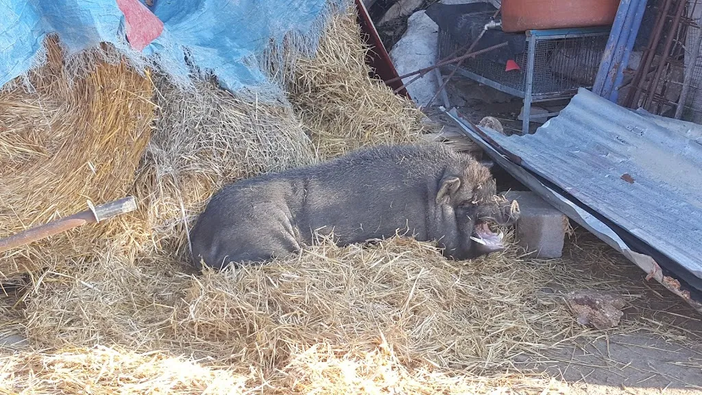 Fattoria Degli Artisti_Spigno Saturnia Inferiore_slider_image_2