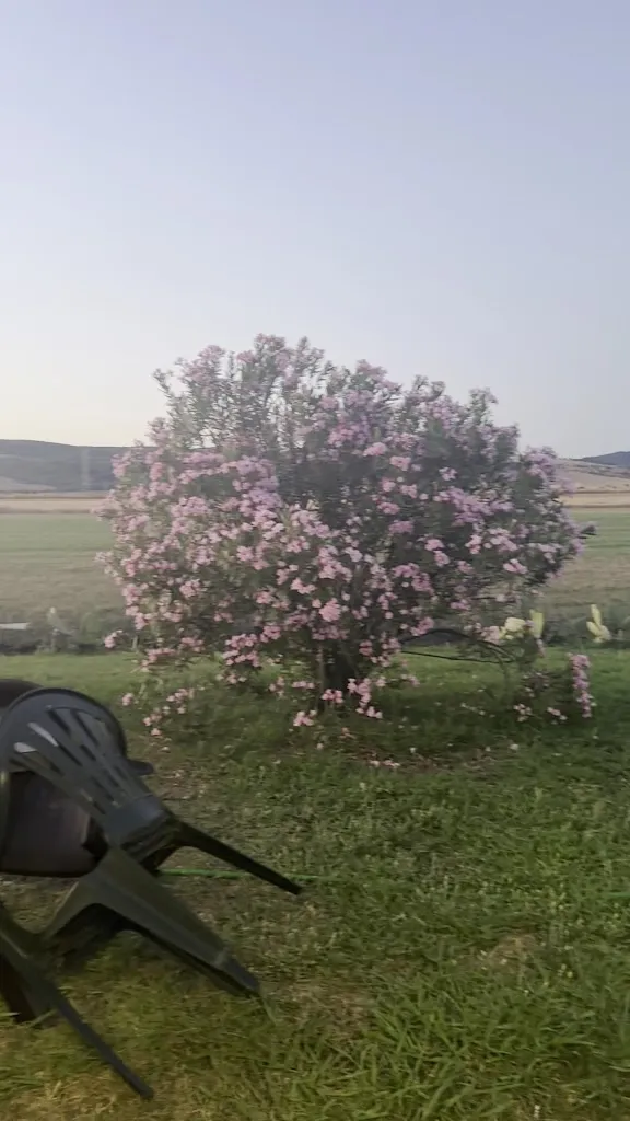 giuseppe marino_Ristorante da Angelo e Teresa_Tolfa_review