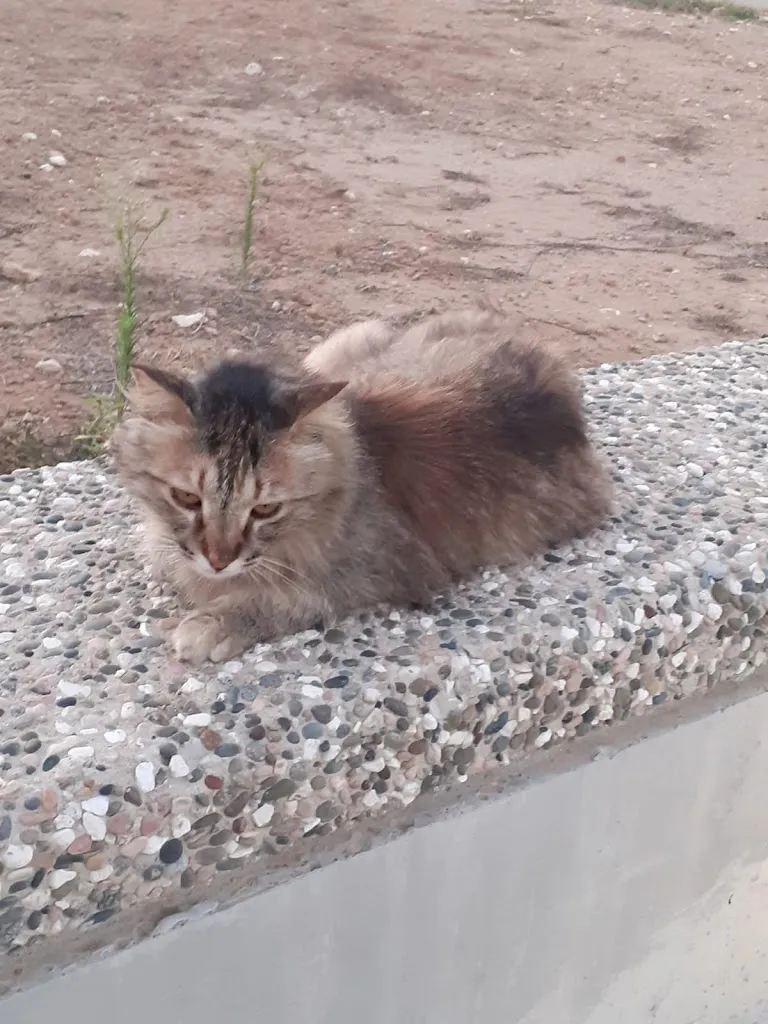 Marco Di Mario_Lamesi Trattoria Trasoto_Veroli_review