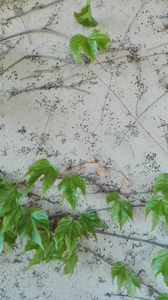 Menu_Garden Restaurant Colour Café_Vitorchiano_image_8