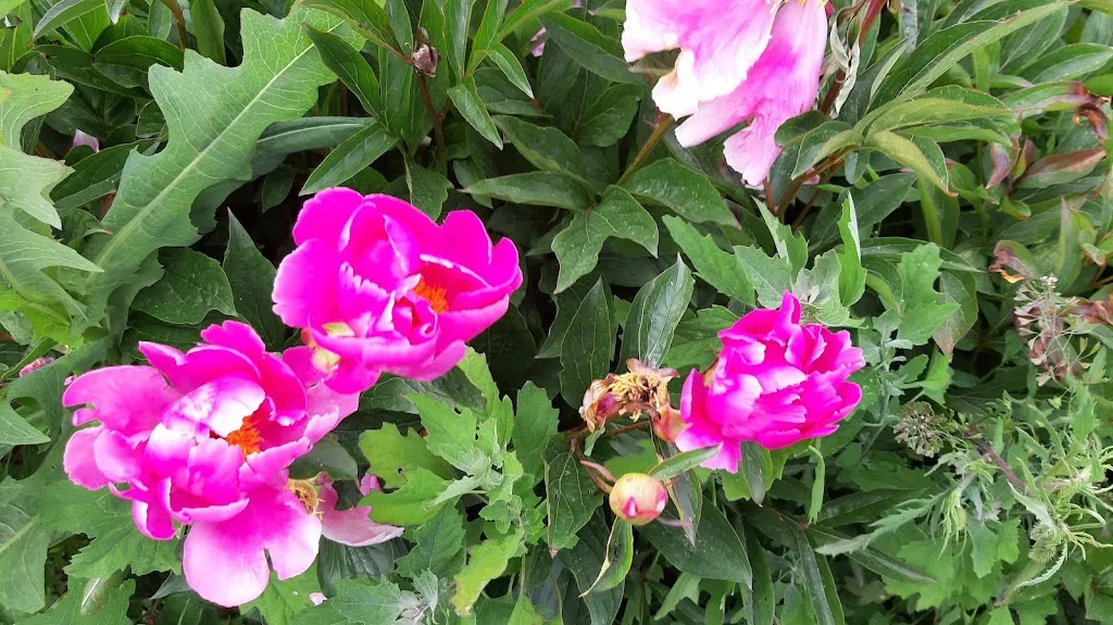 francesco tulimieri_Garden Restaurant Colour Café_Vitorchiano_review