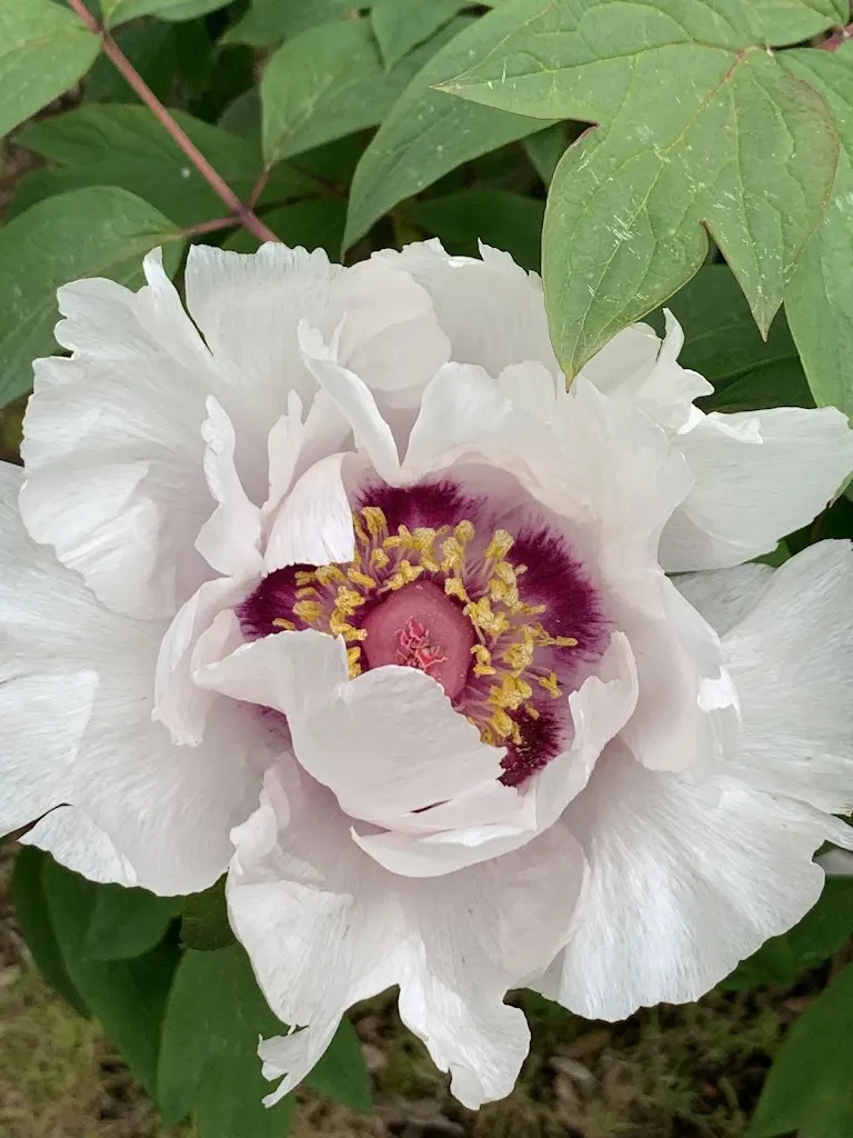 Patrizia De Luca_Garden Restaurant Colour Café_Vitorchiano_review