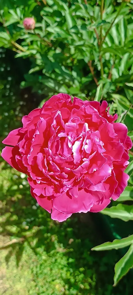 Garden Restaurant Colour Café_Vitorchiano_slider_image_3