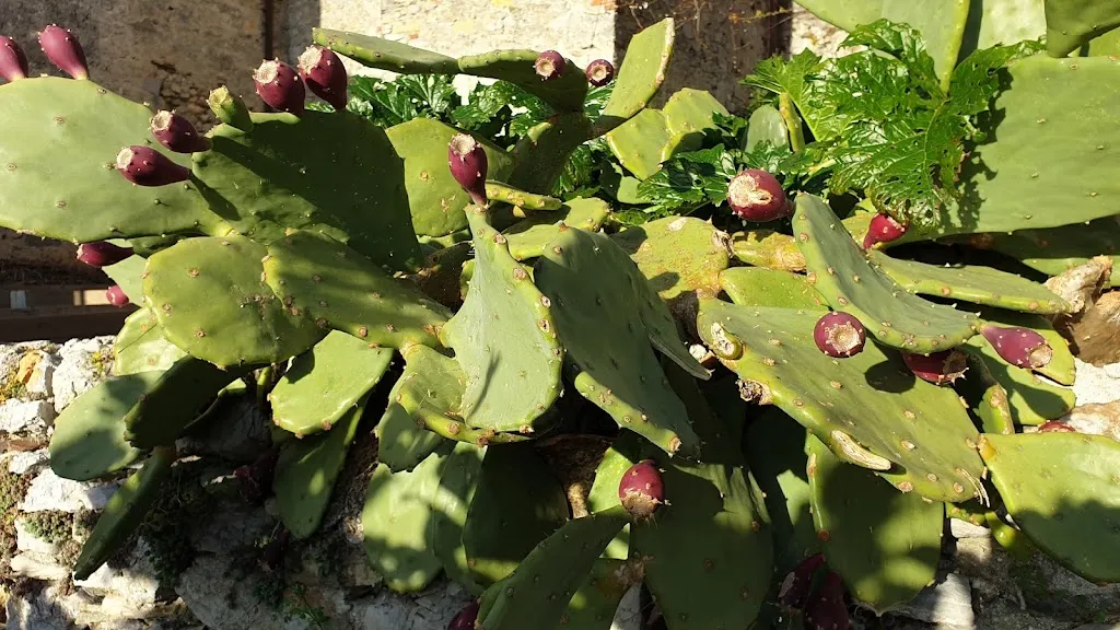 Menu_Trattoria Dai Pironcelli_Ameglia_image_7