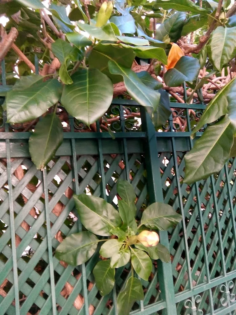 Grazia Pozzi_Cipí Bar_Alassio_review