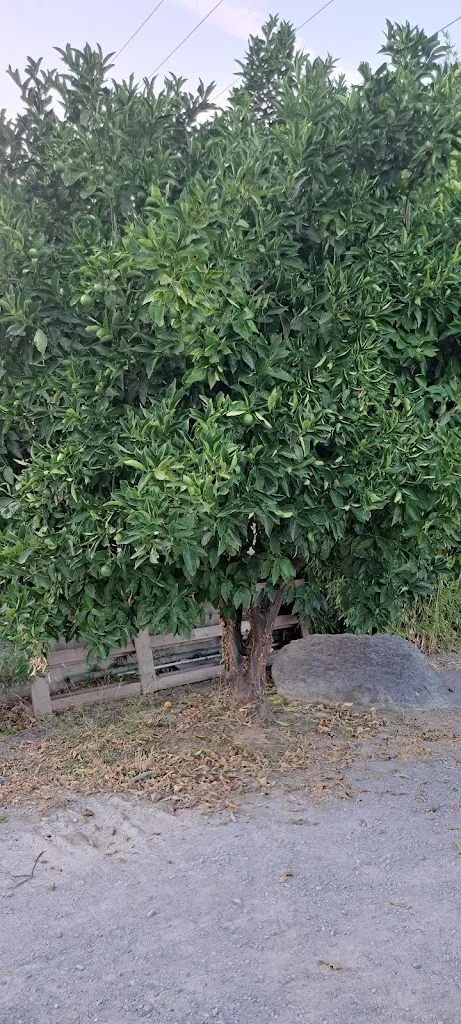 Gianluca Zanello_Ca' di Sappi_Boissano_review