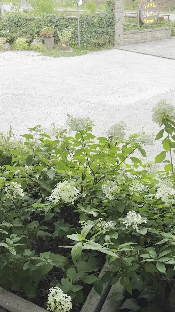 Vivien Mao_Trattoria Pizzeria Al Castellaro_Castellaro_review