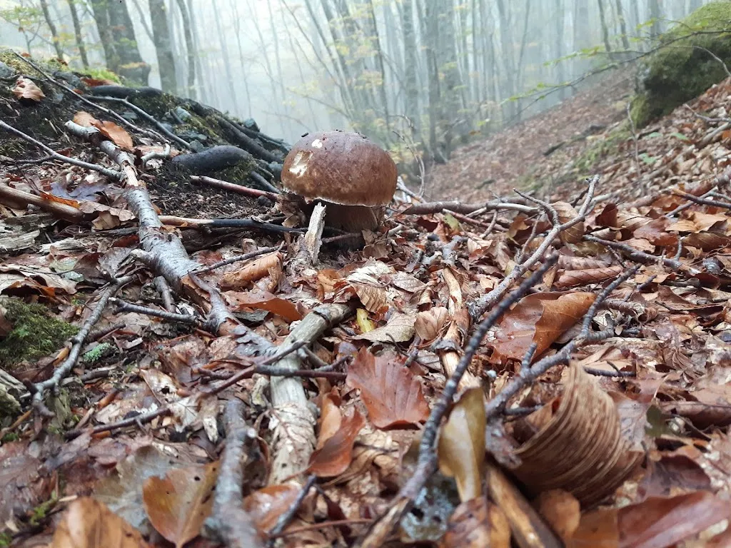 Menu_Ferrari Maria_Ferriere_image_3