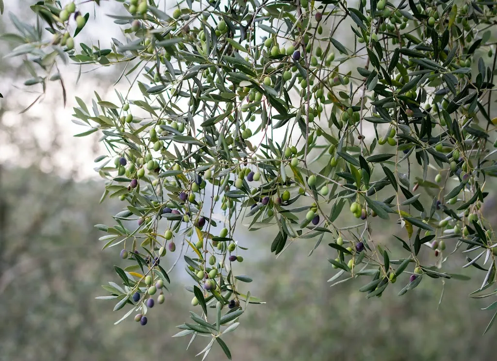 Agriturismo Antico Frantoio_Isolabona_slider_image_2