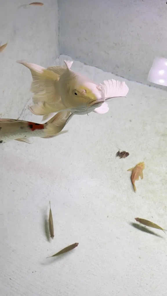 Lyubomir Hristov_MIC Ramen La Spezia_La Spezia_review