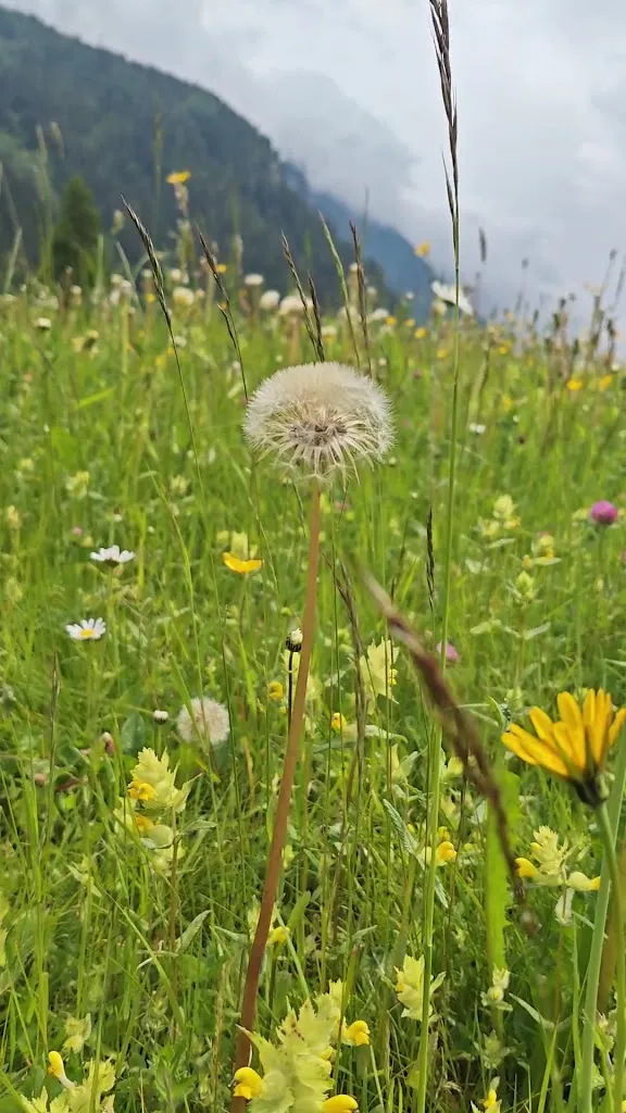 Cat Pas_Ristorante Mont Nery Gressoney_Gressoney-Saint-Jean_review