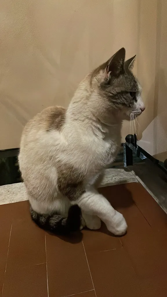 Fabiano Rebaudo_La Stalla Bianca_Pigna_review