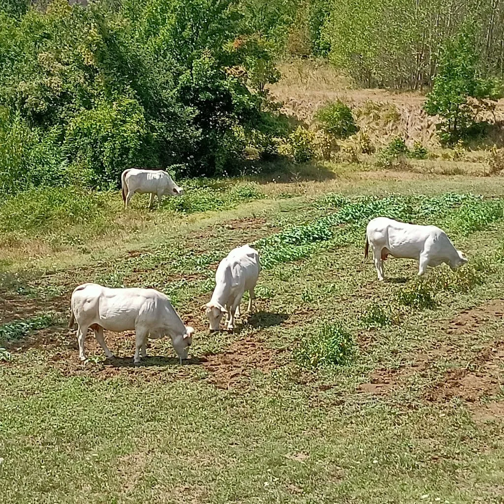 Barbara Benso_La Sorba_Sassello_review