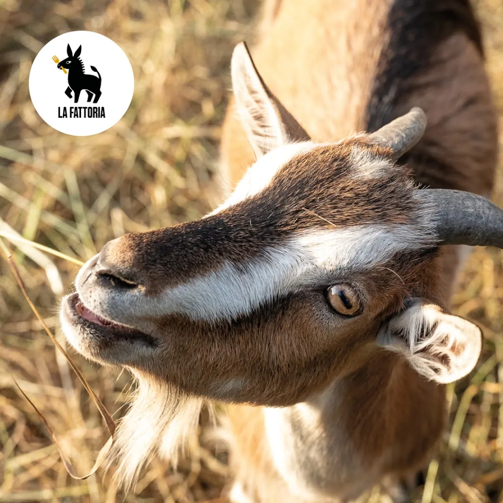 Agriturismo La Fattoria_Albosaggia_slider_image_2