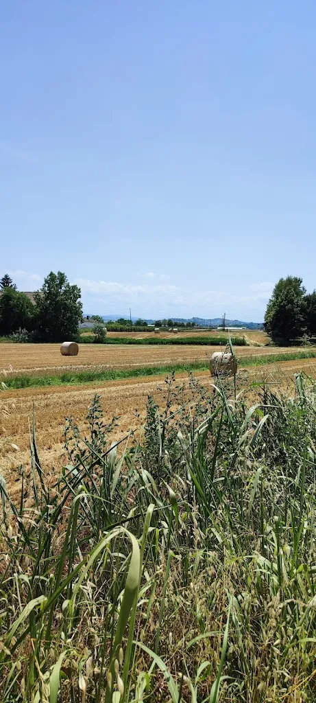 Maspi_Ristorante Pizzeria Vecchio Ponte_Arena Po_review