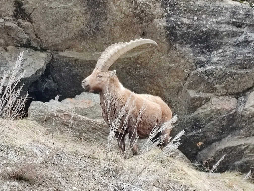 Rifugio Tetras Lyre - Campo Base Gran Paradiso_Valsavarenche_slider_image_3