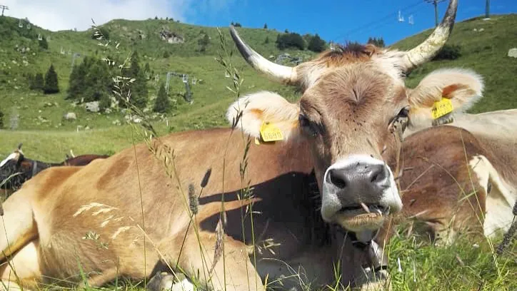 Il Bagòss di Amerigo_Bagolino_slider_image_1