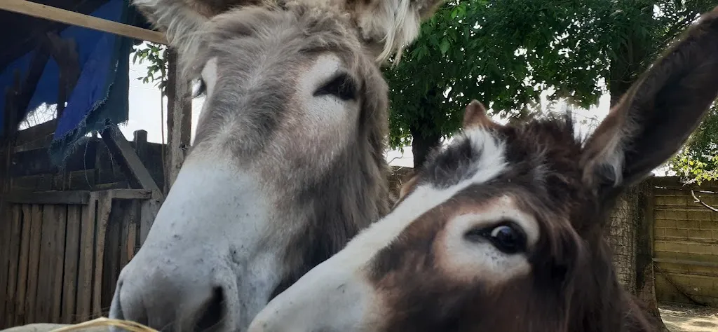 Ilaria Stella_Pizzeria Ristorante Villa Gaia - Parco Divertimenti - Fattoria_Bagnolo San Vito_review