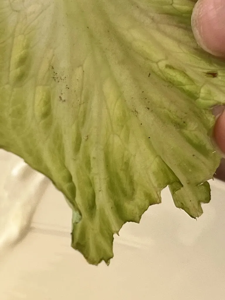 Yara_Carpe Diem_Verres_review