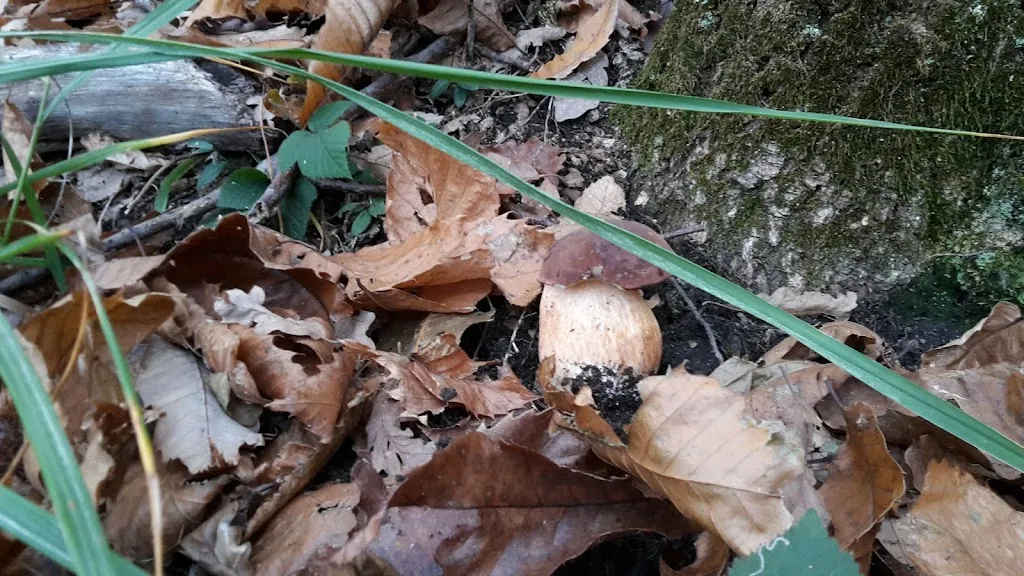 Menu_Ristorante Le Ruote - da Vittorio_Bedero Valcuvia_image_7