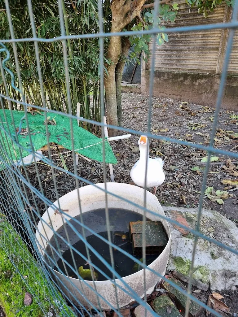 Raffaella Basilico_Antica Trattoria dell'Isola_Besate_review