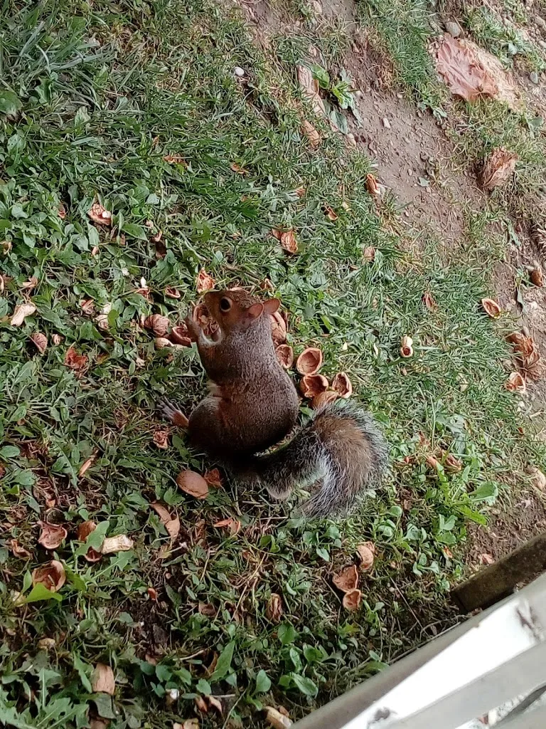 Silvia Ronchi_Le Jolie Bistrot_Besana in Brianza_review