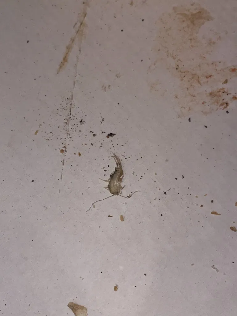 Asia Pirola_Pizza Chef_Bonate Sotto_review