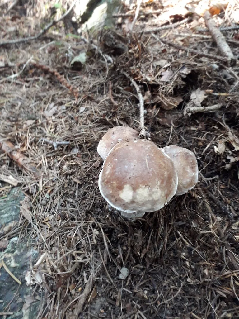 Giorgio Poli_La Cantina Panificio Gatta_Bovegno_review