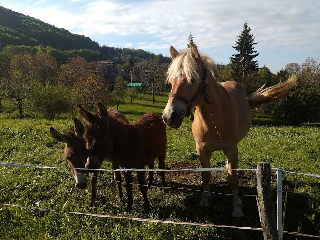 Trattoria Pesenti_Brembilla_slider_image_3