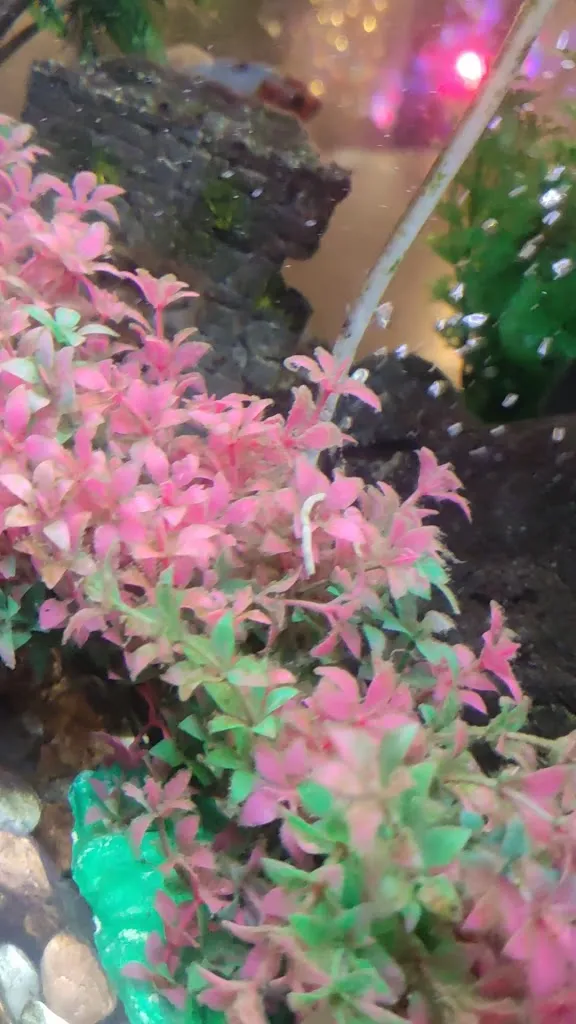 Nando Vannelli_Rocky Trattoria Bar_Bregnano_review