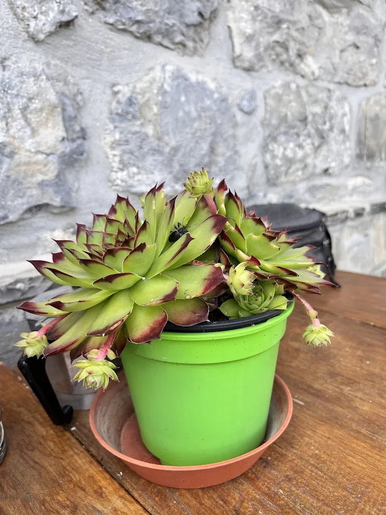 Paola Borgini_Trattoria Pizzeria La Rustica_Brumano_Bewertung