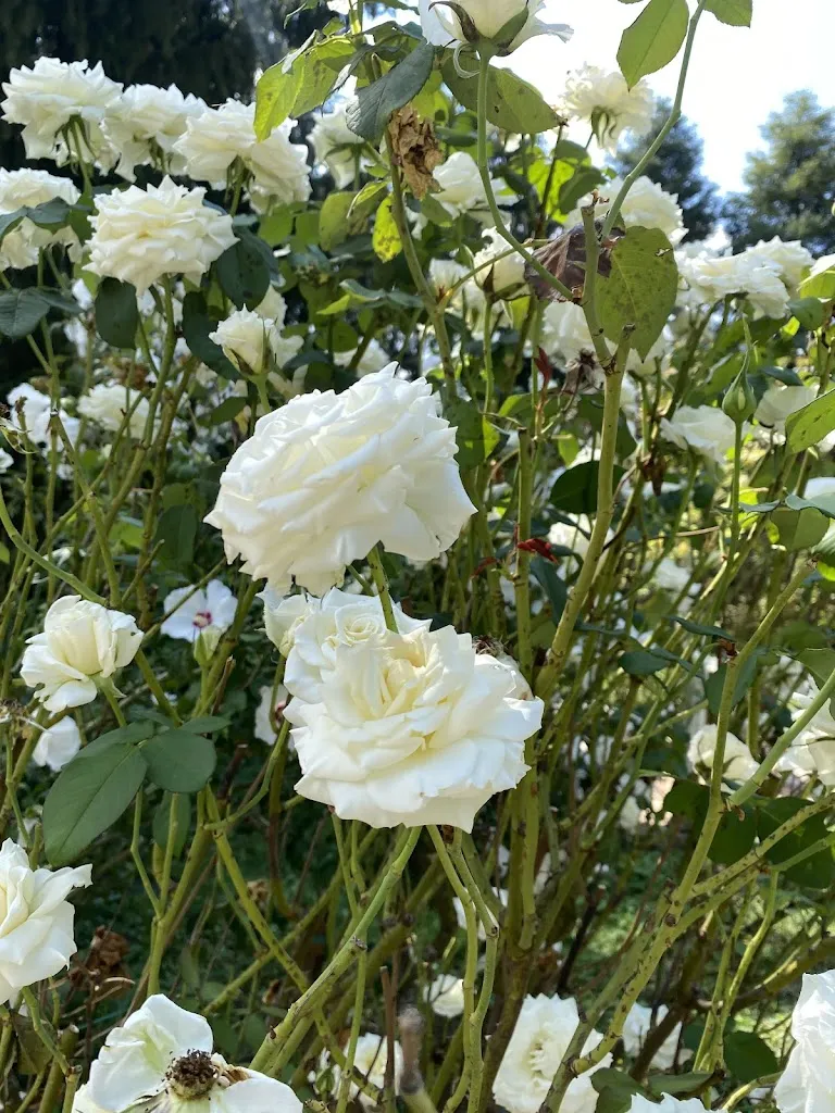 Melissa_Domus Paradisi_Broni_review