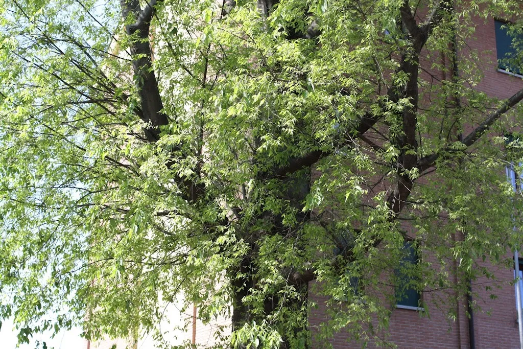 Osteria Del Bagolaro_Busto Garolfo_slider_image_3