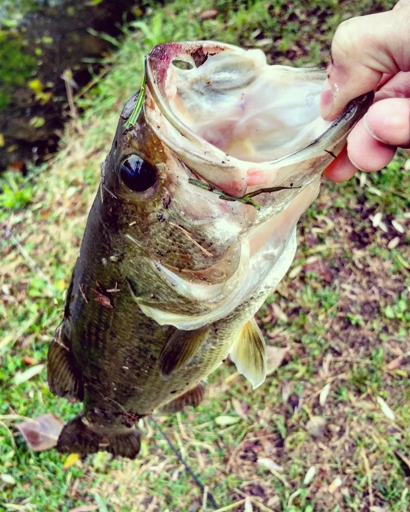Menu_Taverna Paradiso_Cappella Cantone_immagine_2