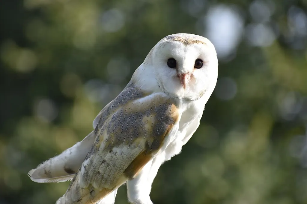 I Falconieri del Feudo_Canzo_slider_image_3