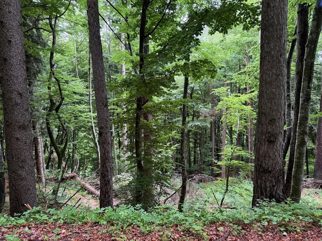 Mauro Toniolo_Bar Ristorante al Capriolo_Capriolo_recensione